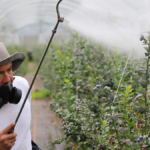 Creştere alarmantă a nivelului pesticidelor din fructele şi legumele vândute în Europa